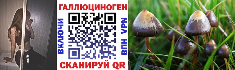 Псилоцибиновые грибы Cubensis  Сунжа 