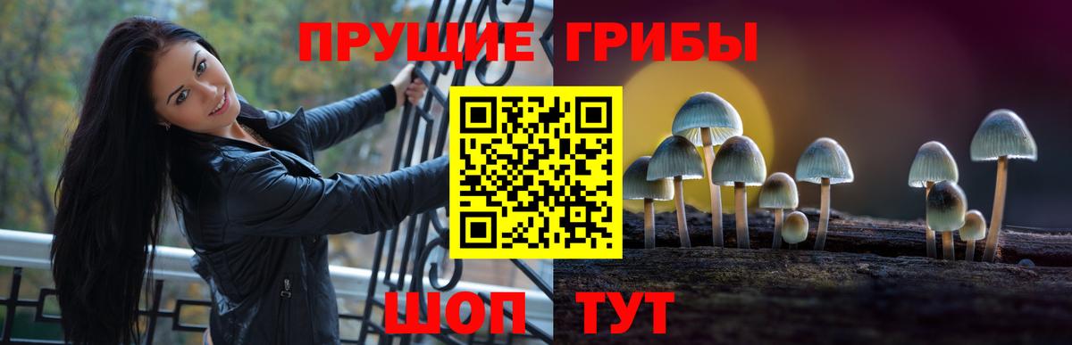 Галлюциногенные грибы Psilocybe Сунжа